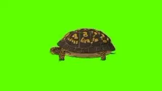 Green screen turtle video | Turtle hiding green screen