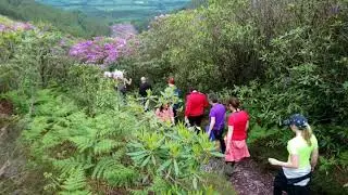 Rhododendron Walking Festival #RhododendronWalkingFestival