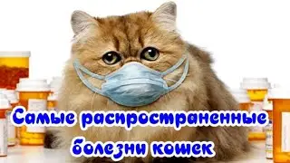 Самые распространенные болезни кошек The most common diseases of cats
