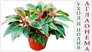 Аглаонема  (Aglaonema) уход и полив