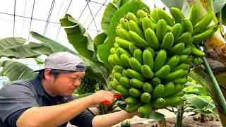 The process of making Japanese bananas that can be eaten with the skin.