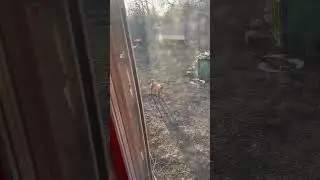 Рыжая собака попыто забирака