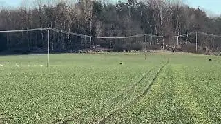 Animal variety in the field