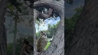 Сова или Филин ? Напишите в комментариях 👇
