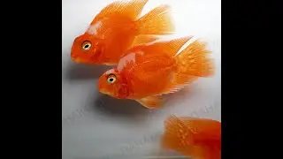Попугай красно белый
