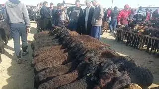 КУЗИЛАР БОЗОРДА АРЗОН БУЛДИ КАРШИ КАРВОН МОЛ БОЗОРИДА
