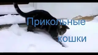 Прикольные кошки