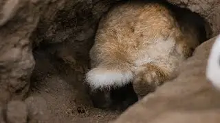 Full Moon Meditation - At Home in Nature, Burrows and Warrens (July 2024)