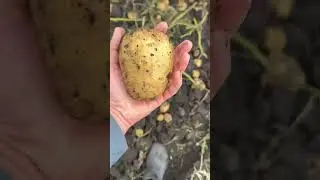 Копаем картофель Гала #farming #agriculture