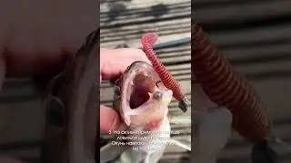 🤔Активна чи пасивна приманка: як обрати?🎣Коротко розповіли у відео