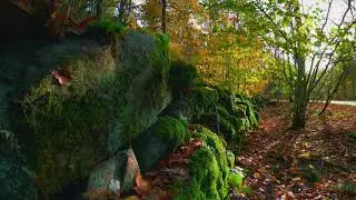 GoPro Hero Black 9 - Autumn