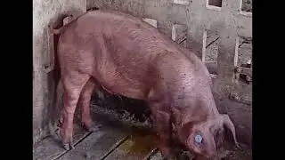 333 - Dark urine in a pig affected by pyrrolizidine alkaloidosis.