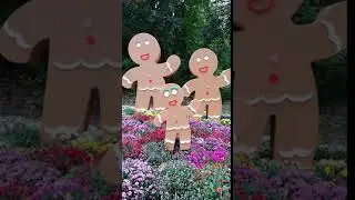 «Мир сладостей» красивая выставка цветов. Хризантемы в Киеве. 2 октября 2020 г.