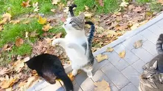 Не проходя мимо #котенок #cat #котята #animals #cute #котки #помощьживотным #люблюкотиков