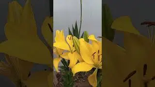 lilium amarillo #shorts