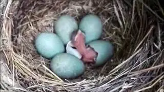 Blackbird Chicks Hatching