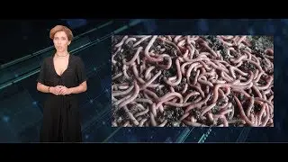КАКТАМ? Бабушкины черви #48
