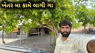ખેતર મા કામે લાગી ગા farming life