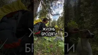 КАЖДЫЙ ДЕНЬ ВЫХОДНОЙ #влог #блог #путешествие #собака #бродяга