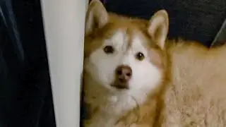 Does Your Husky Sleep Like This?! 