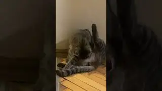 A little privacy for a puss without boots