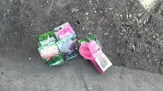 Саженцы из Светофора 🚦. Как вышла клумба из зимы. Новые посадки