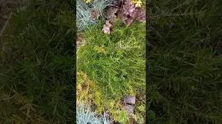 Цветник с почвопокровными растениями.Стрижка.