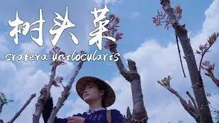 [Kind of Wild Vegetables] - Nutritious and Delicious Crateva Unilocularis