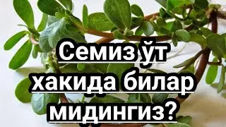 Семиз ўт хакида билармидингиз? Давления ва яралар давоси оддий семиз ўт Semiz oʻt xaqida