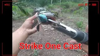 One Cast- Mancing diparit yang banjir #mancing #gabus #casting