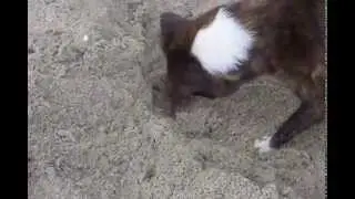 my dog playing crab