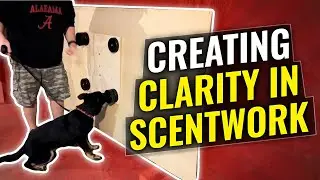 Beginning stages of Scent Work | Creating Clarity