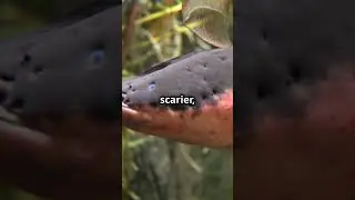 Shocking Facts About Electric Eels! ⚡