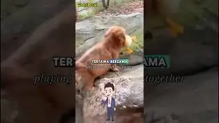 Kisah Dua Sahabat #storydunia #cerita #hewanlucu #persahabatan #anjing #bebek #shorts