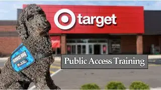 Public Access Training in Target #servicedog #dog #puppy