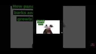 how panda barks and growls