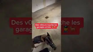 Des gars touchent aux affaires dans les garages 😱😨 #chien #nino #malinois #dog #embrouille