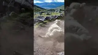 Alpaca strolls onto trail for a dirt bath. #peru