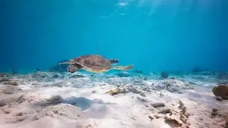 Bonaire test footage - Sony A7SIII 4K60