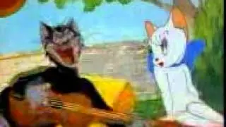 Muhteşem kedi