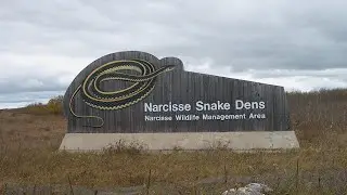 Narcisse Snake Dens | Manitoba’s Incredible Snake Migration