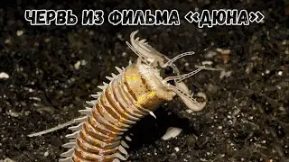 Червь из Дюны под водой