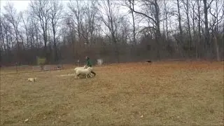 Pancake Herding