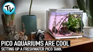 PICO AQUARIUMS ARE COOL!