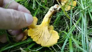 Лисичка обыкновенная(Cantharellus cibarius)