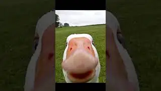 гуси эдит #эдит #шортс #shorts #memes