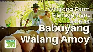 Wastong Farm Management para sa  Babuyang Walang Amoy