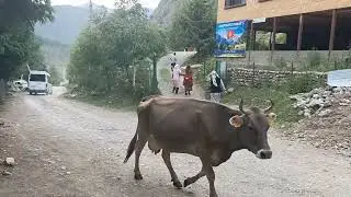Кара кой