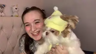TAG: Meu animal de estimação