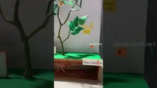 Photosynthesis 